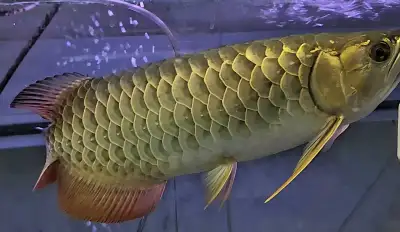 18" merlion premium crossback arowana , View more