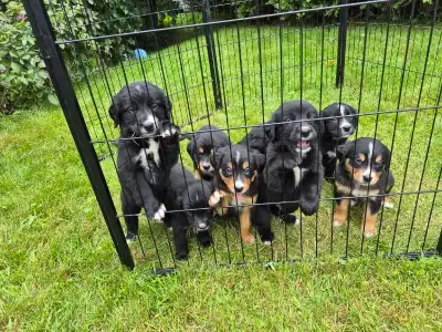 chiot labernois prêt a partir 2 Mâle disponible, View more
