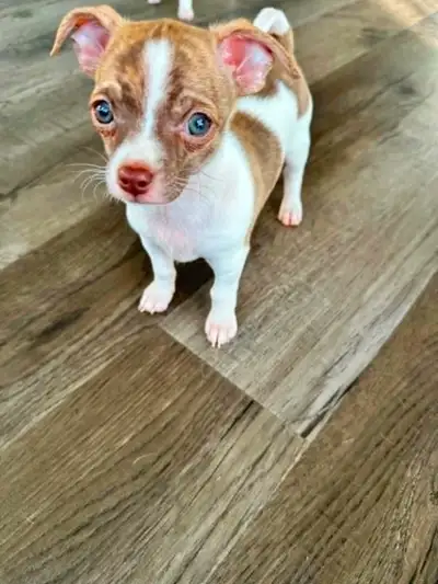 3 healthy puppies dogs, View more