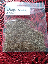 Daisy seeds(small version bag)
