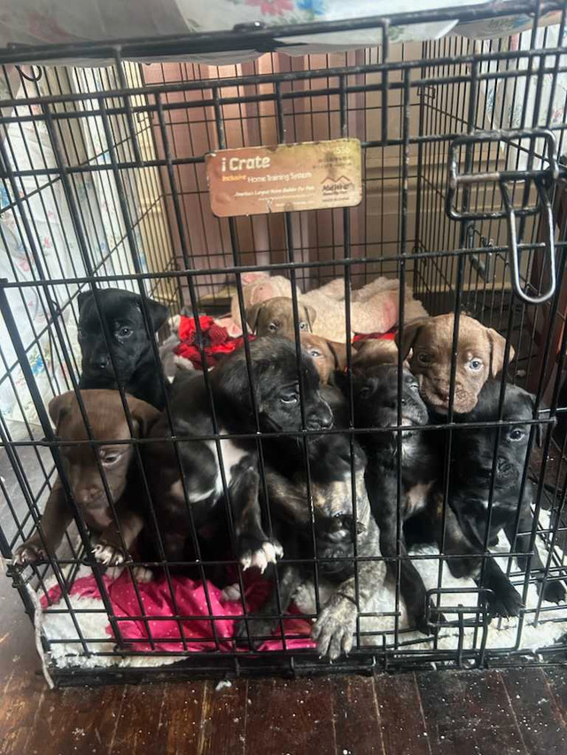 Cane Corso bullmastiff  in Other Pets for Rehoming in Oshawa / Durham Region
