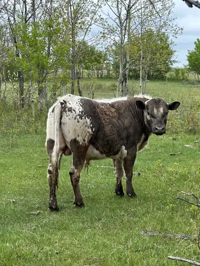 Speckle Park x Limo bull, View more