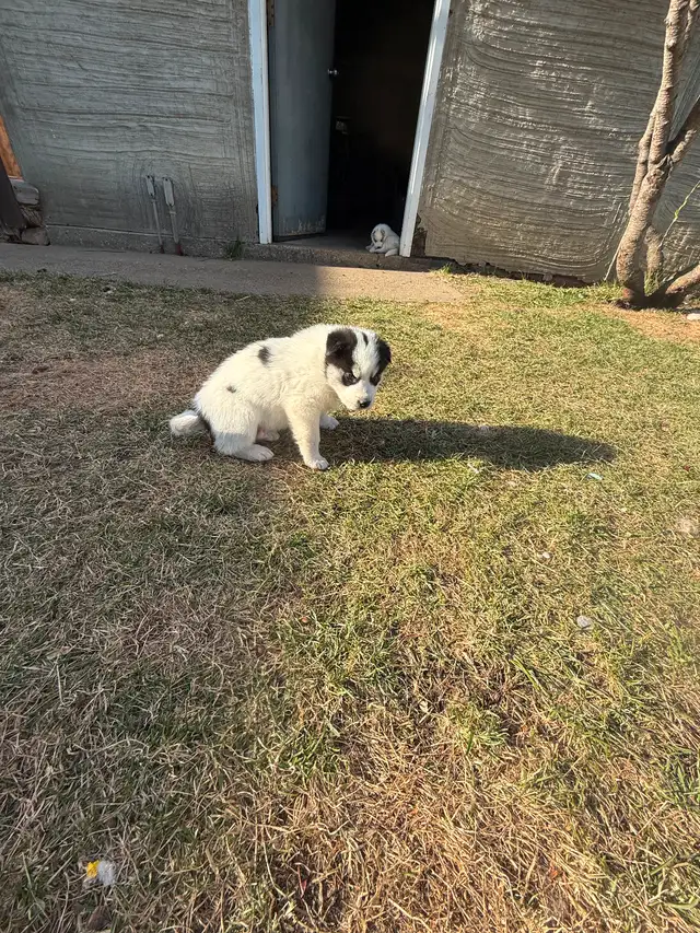 Samusky puppies in Dogs & Puppies for Rehoming in Edmonton - Image 6