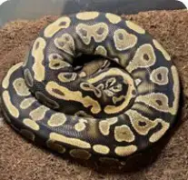 ball python, View more