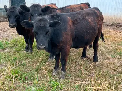 Angus heifers, View more