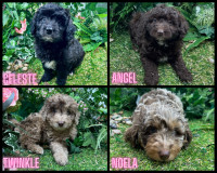 [BBB A+] Miniature Aussiedoodle & Borderdoodle pups available!