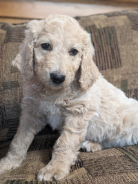 2 personality +++ F1B Goldendoodle pups