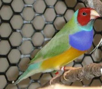 Young Gouldian finches for sale