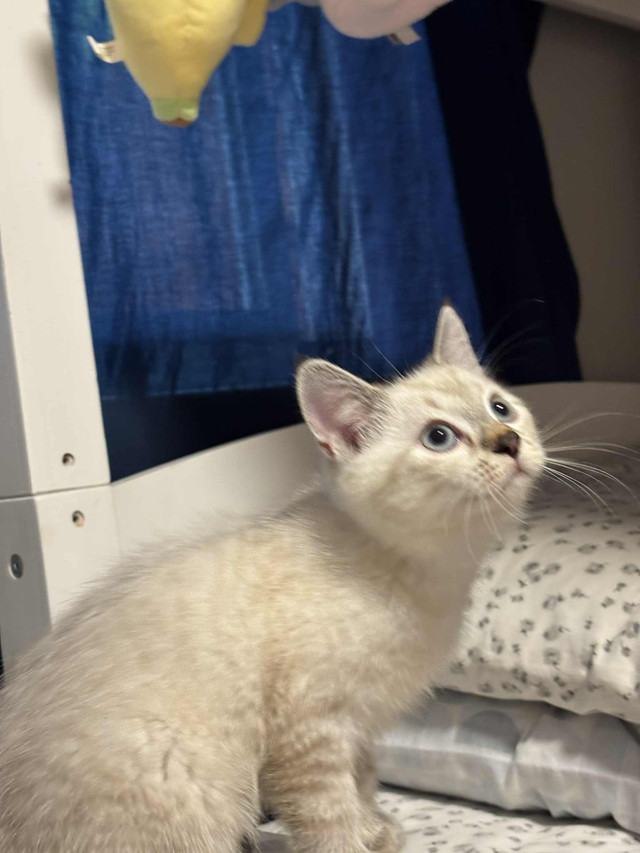 kitty  ragdoll  in Cats & Kittens for Rehoming in Richmond - Image 4