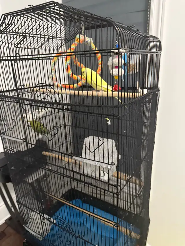 4 healthy birds for sale in Small Animals for Rehoming in Mississauga / Peel Region - Image 3