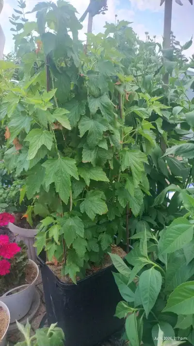 black currant shrub Brampton L6Y4R5 , View more