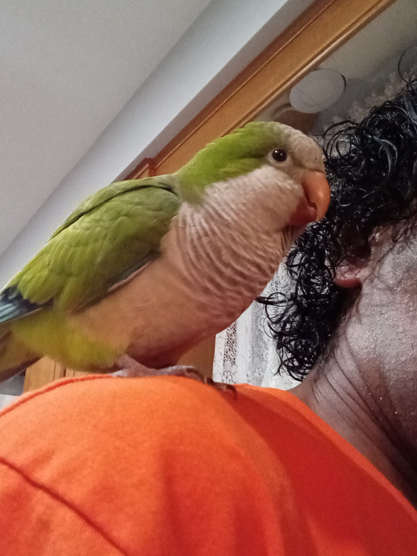 LOST PARROT in Lost & Found in Kitchener / Waterloo - Image 3