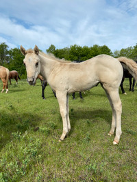 AQHA 2022 Fillies cow/ranch working lines