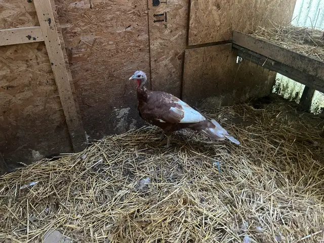 bonded pair of bourbon red turkeys in Livestock in Owen Sound - Image 4