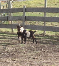 Dwarf and Dwarf Cross Billy Goats
