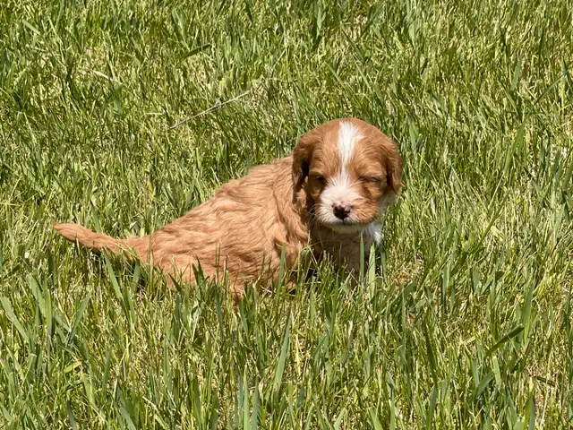 Small / Mini F1B Goldendoodle Ready to go / Only 3 males left in Dogs & Puppies for Rehoming in Winnipeg - Image 6