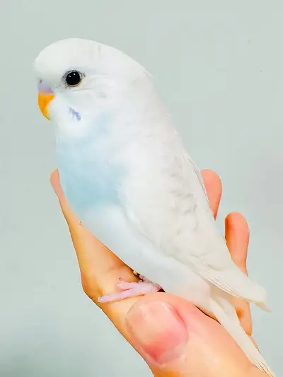 white- blue baby budgies need a lovely home/budgie, View more