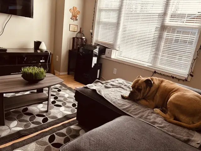 2005 Suzuki GSXF 1200. in Sport Bikes in Strathcona County - Image 6