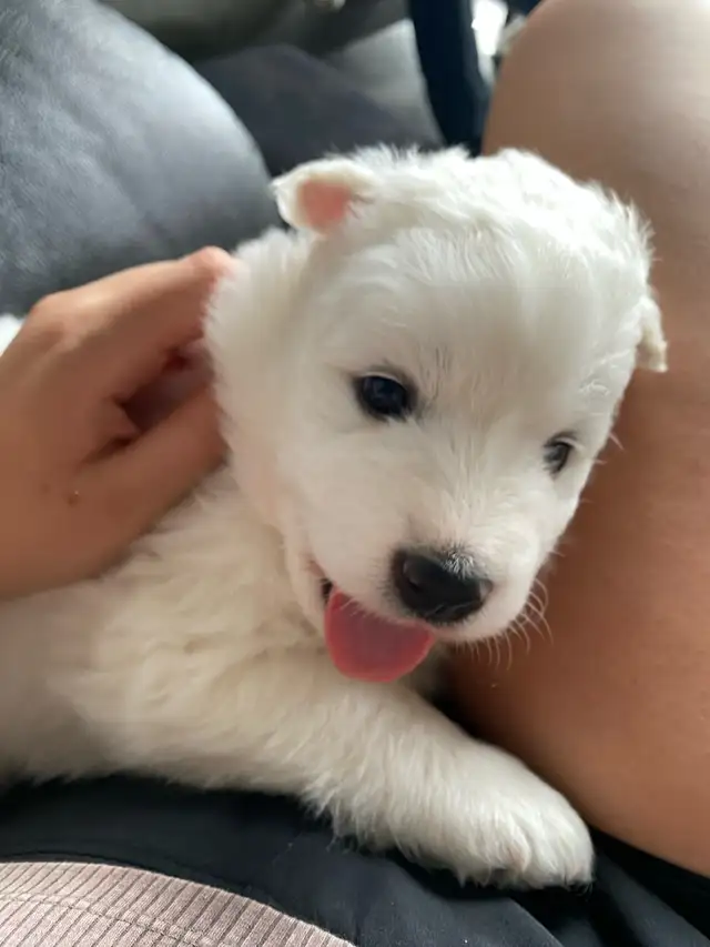 Adorable Purebread Male Samoyed. 8 wks June 20 in Dogs & Puppies for Rehoming in Leamington - Image 7