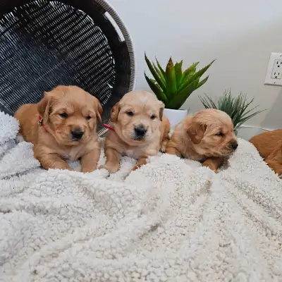 Our Nida had a beautiful litter of purebred Golden Retriever Puppies. Both Mom and Dad are part of o...