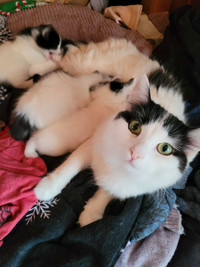 3 beautiful black and white medium/long hair kittens