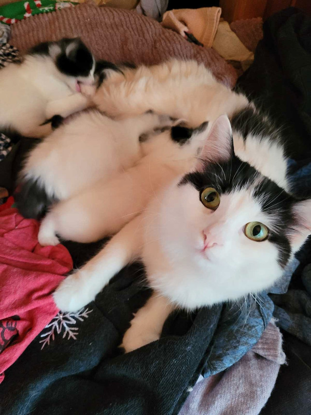 3 beautiful black and white medium/long hair kittens in Cats & Kittens for Rehoming in City of Halifax