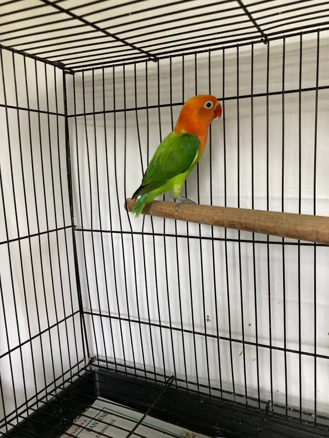Opaline Fischer Lovebird in Birds for Rehoming in Prince Albert - Image 2