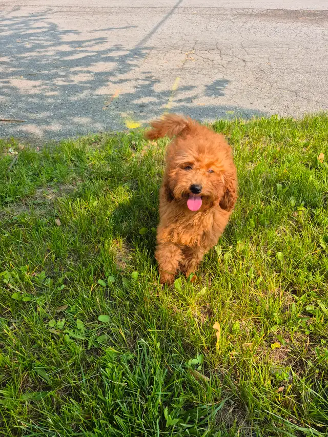 Stunning Red Toy Poodle Puppies in Dogs & Puppies for Rehoming in Mississauga / Peel Region - Image 3