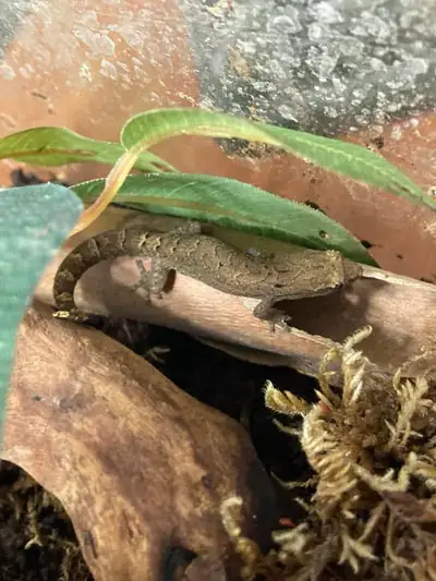 Yellow Belly Mourning Geckos, View more