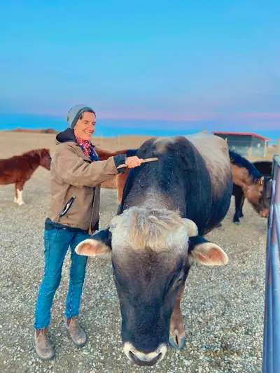 Asa is a very well behaved Brown Swiss bull. Our cows are bred and he can be leased out till May. We...