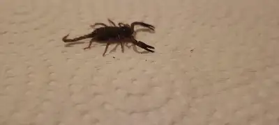 Asian Forest Scorpion Babies, View more