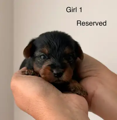 Yorkie puppies., View more
