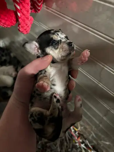 chihuahua puppies, View more