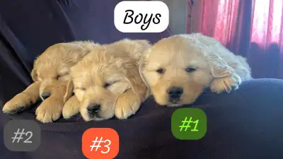 Hello there, we have five golden retriever puppies for sale. They’re beautiful and healthy ready to...