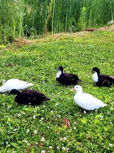 Call Ducks Breeding Trio, View more