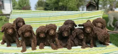 These Gorgeous pups have been family raised in our home and have been very well socialized with kids...