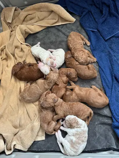 Adorable  F1b Golden Doodle Puppies Available!, View more