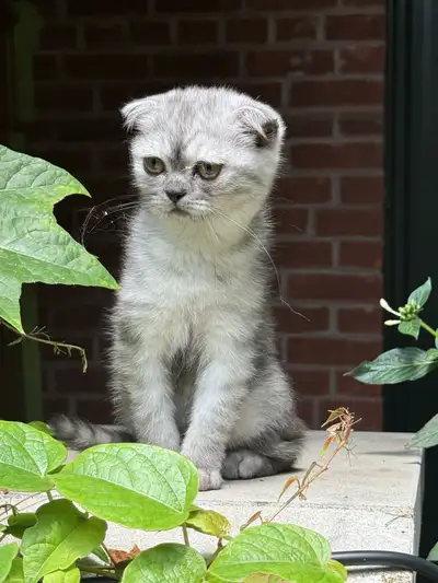Purebred Scottish Fold Kittens, View more