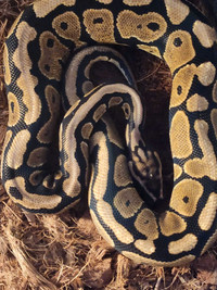 Female Stripe nose ball Python With complete setup 