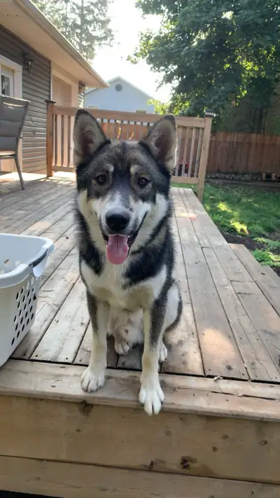 Male Husky Shepherd mix outdoor Dog for rehoming , View more