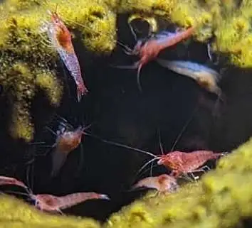opae ula shrimps for brackish water aquarium, View more