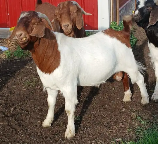 Boer Doeling Goats.  These female goats were born April 7 - 17. in Livestock in Lloydminster - Image 10