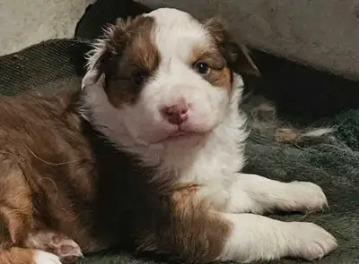 BEAUTIFUL AUSTRALIAN SHEPHERD PUPS, View more