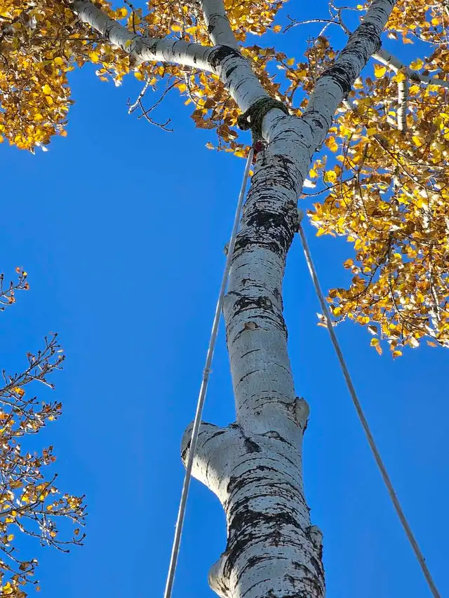 Essential Tree Services 533909563360552962