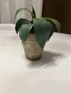 Fake plant - small, View more