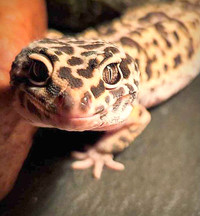 Leopard Gecko with Full Set Up $350