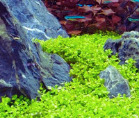 Micranthemum 'Monte Carlo' Aquatic Aquarium Carpet Plant