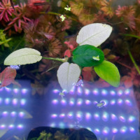 Anubias Panda White 