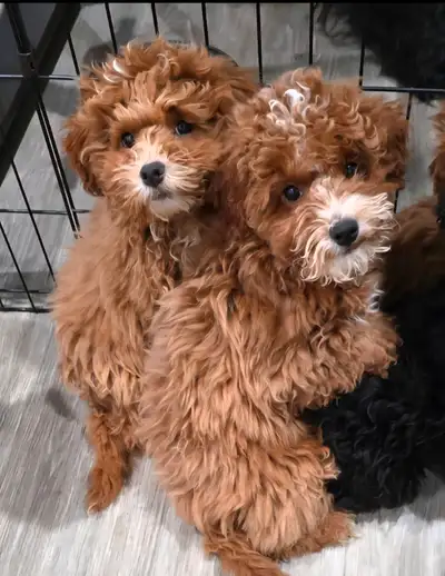 Cavapoo puppies, View more