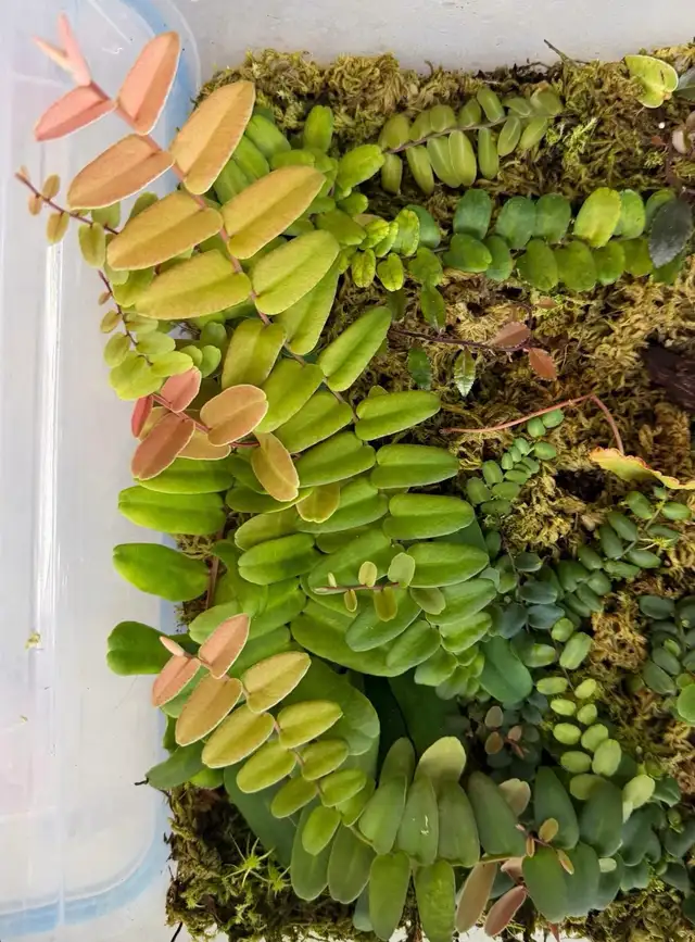Vivarium plants in Reptiles & Amphibians for Rehoming in North Shore - Image 3
